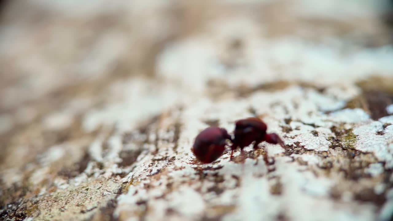 Tiny ants moving on a tree bark in the forest of Altos do Caparao, Brazil