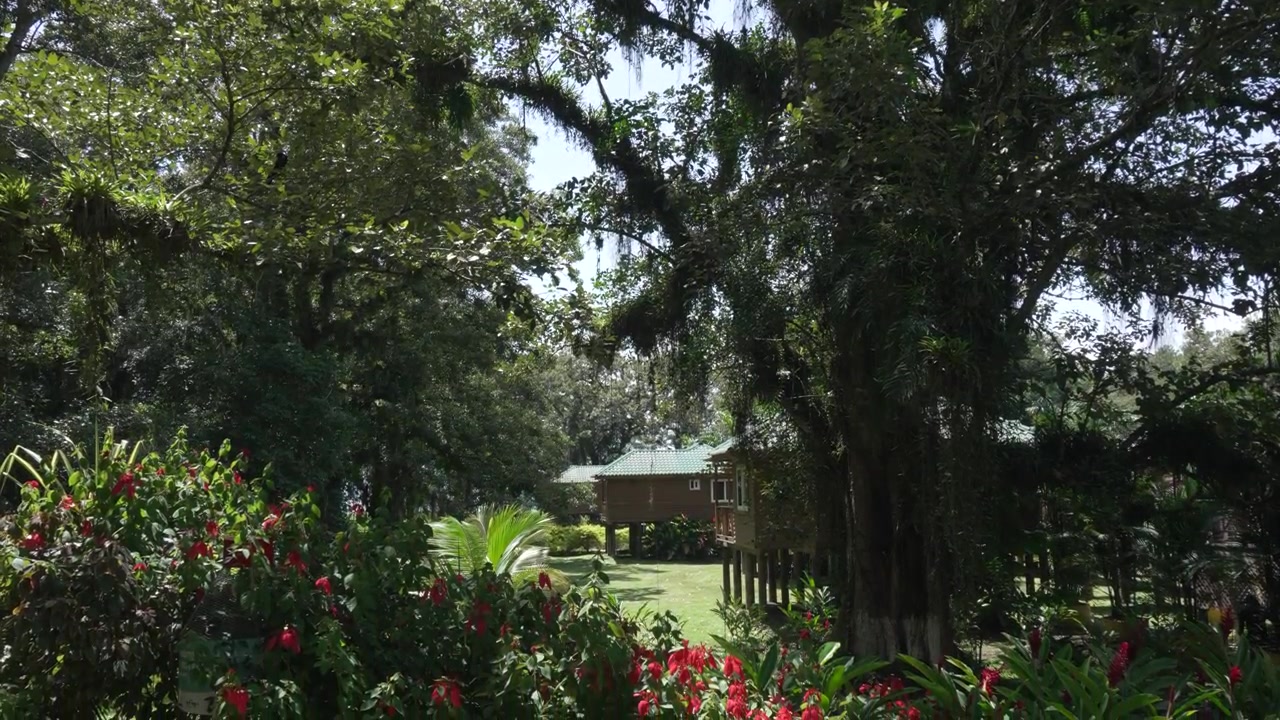 Yağmur ormanlarındaki otel kulübelerinin dingin manzarası. Rahatlama. Eko-Turizm. Honduras.