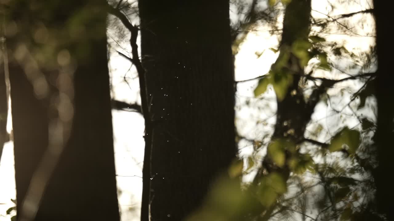 깊은 숲 속 의  ⁇ 빛 에 반사 하여  ⁇ 박이는 모기 들 의 무리, 느린 움직임