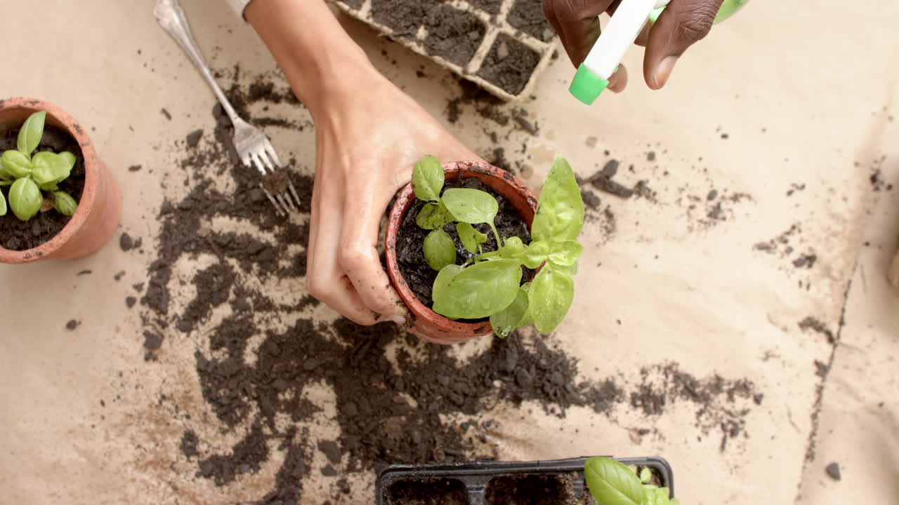 Modent mangfoldig par holder en frøplante i potte og vanner med spray, sakte film