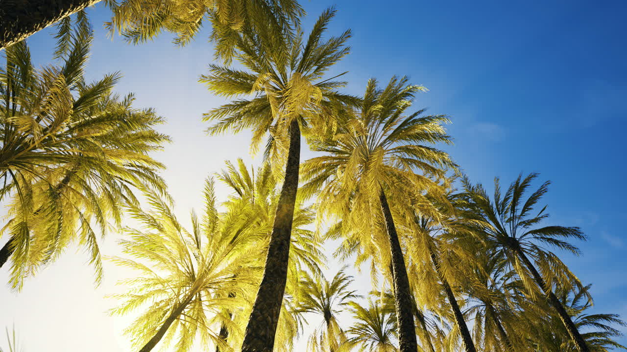 Sunlight filtering through palm trees in a tropical setting