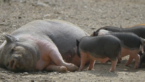 relajante cerda adulta alimentando lechones al aire libre en tierras de cultivo en verano, de cerca