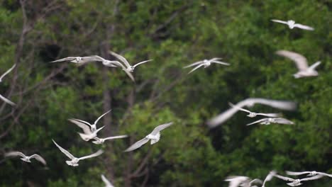 terns are seabirds that can be found all throughout the world at sea, rivers, and other wider bodies of water