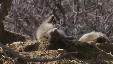 wild snow monkey lying on back on the ground resting and scratching its foot on a sunny winter day