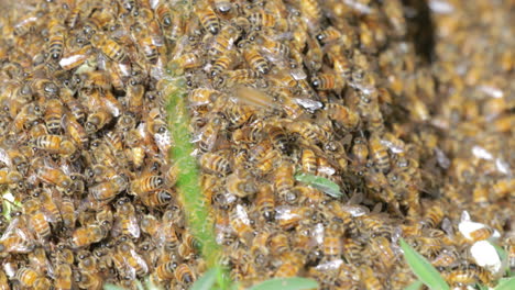 Macro-of-a-large-swarm-of-Honey-bee's