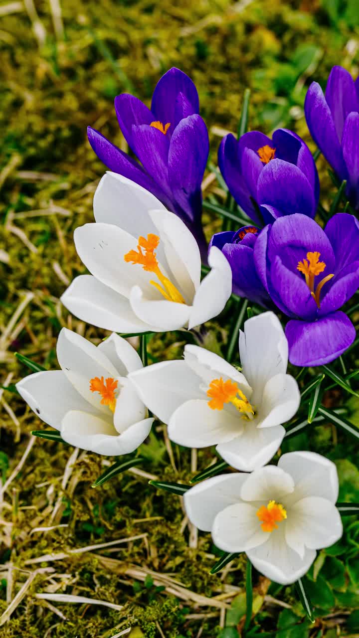 Video timelapse vertikal close-up bunga crocus putih dan ungu yang mekar di alam yang bangkit.