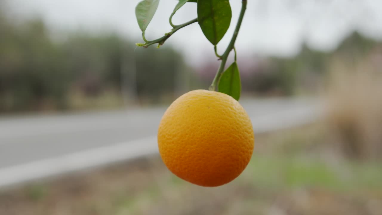 cierre el clip panorámico detallado de una naranja fresca y madura colgando de un árbol en calpe, españa