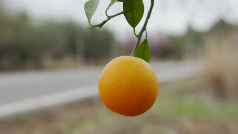 close up detailed panning clip of a ripe fresh juicy orange hanging from a tree in calpe, spain