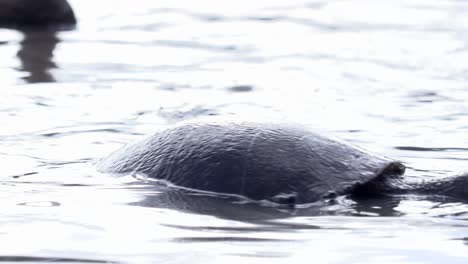 turtle splashing around at surface of water in a lagoon