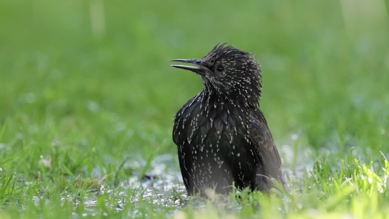 Starling escapes from the heat and swims