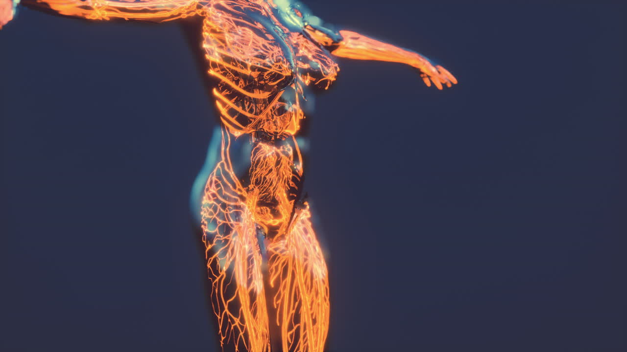 demostración médicamente exacta del sistema circulatorio humano