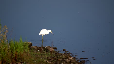 Snowy-egret-fishing-in-water