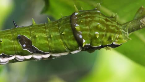 macro pan green caterpillar, late instar orchard swallowtail butterfly