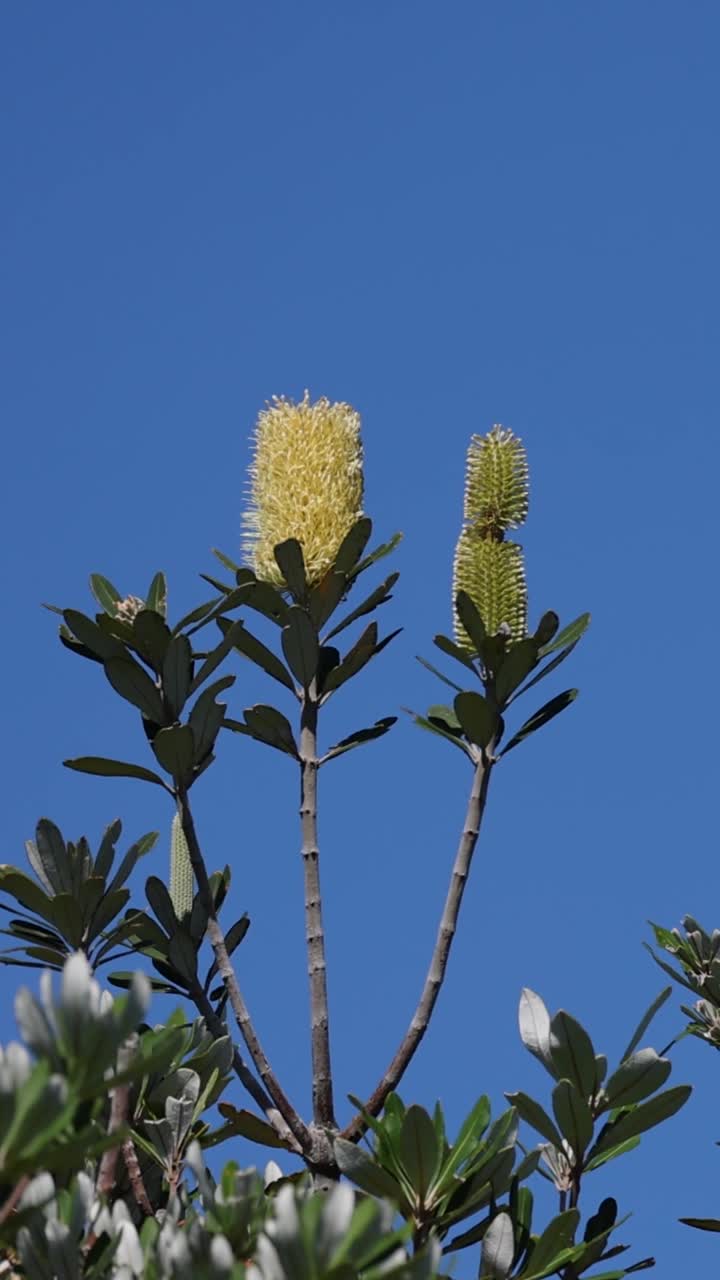 Uno scatto verticale che mostra spighe di fiori gialli di Banksia integrifolia che sbocciano contro un cielo azzurro brillante.