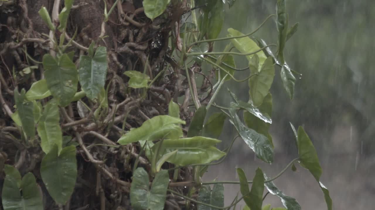 Raining on lush green plants
