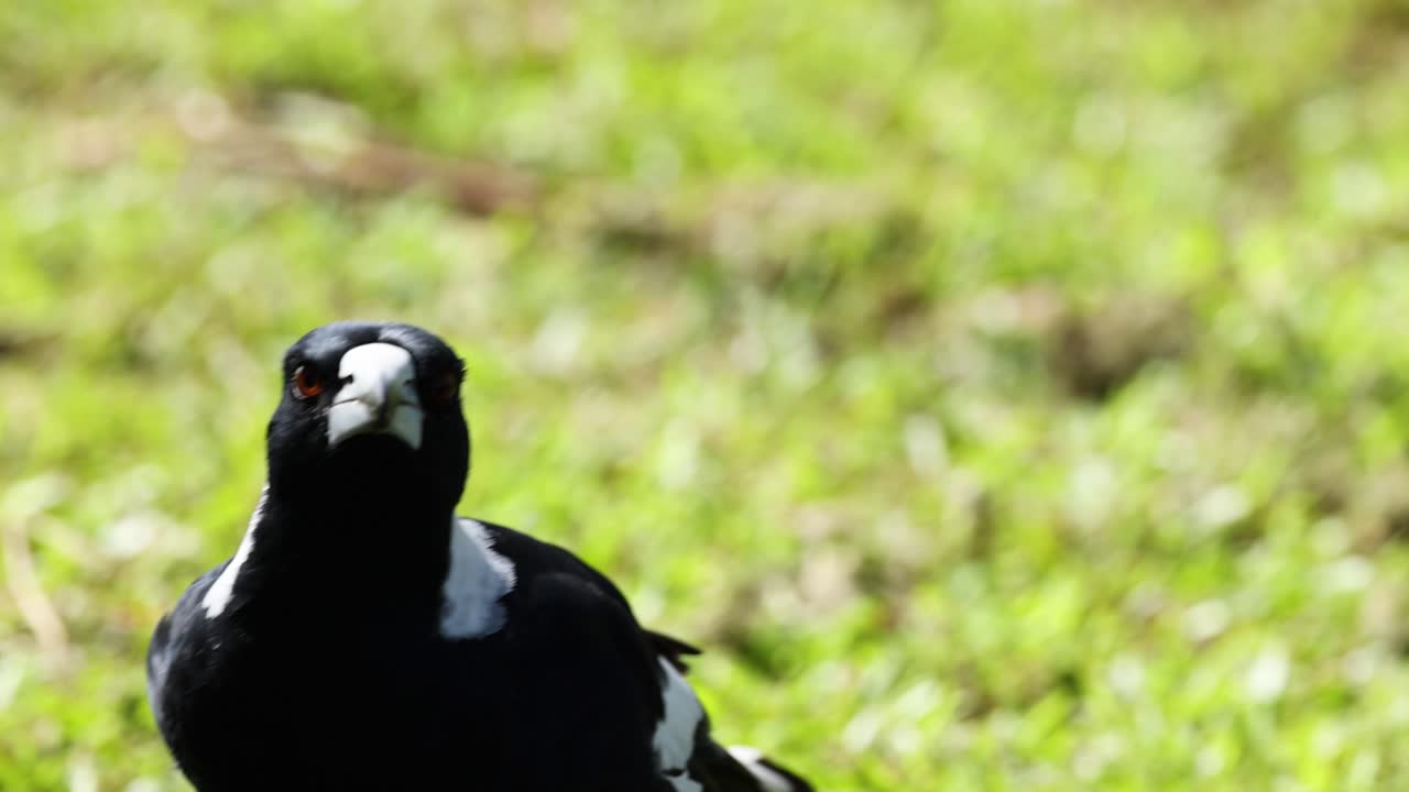 la urraca girando la cabeza, caminando por la hierba