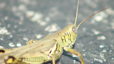 close-up-of-grasshopper-from-the-rear