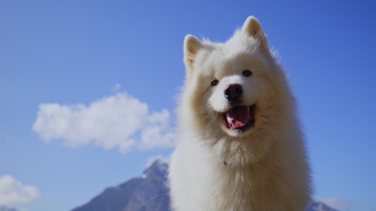 Samoyed and Shetland Sheepdog playing joyfully on a mountain field, surrounded by stunning alpine views and clear skies