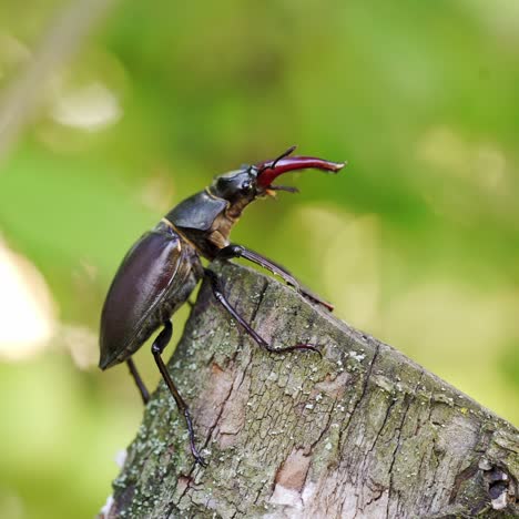 the siamese rhinoceros beetle on branch with blurred nature background. stag beetle (lucanus cervus).