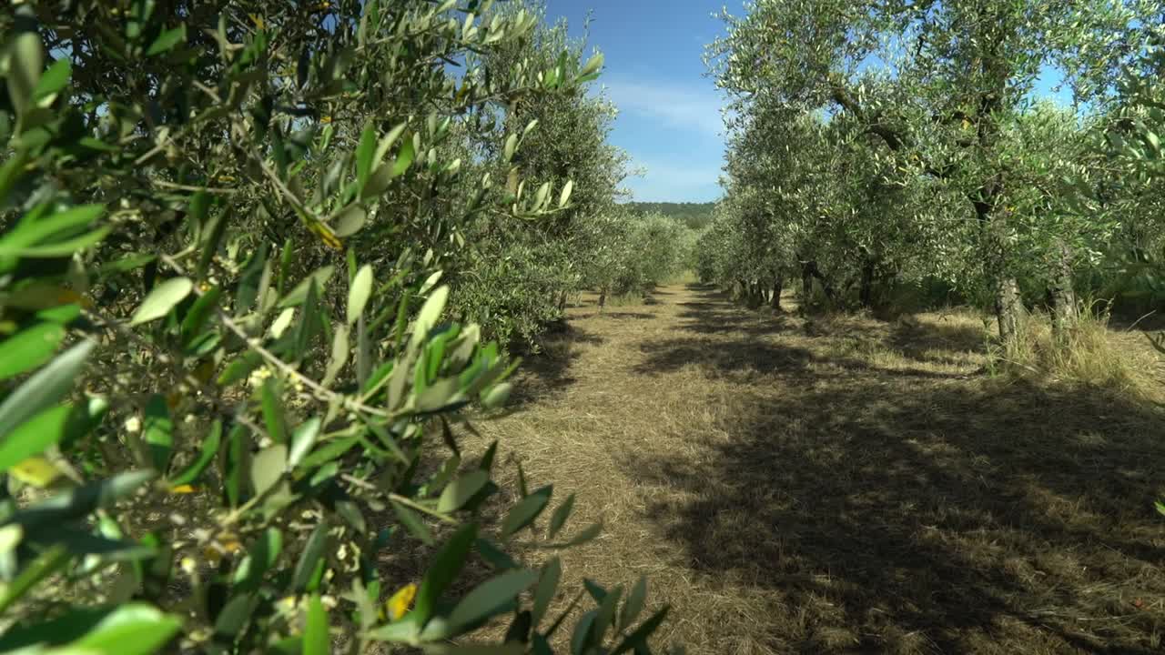 Olive Grove in Summer with Long Shadows and Clear Blue Sky