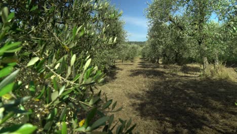 olive grove in summer with long shadows and clear blue sky