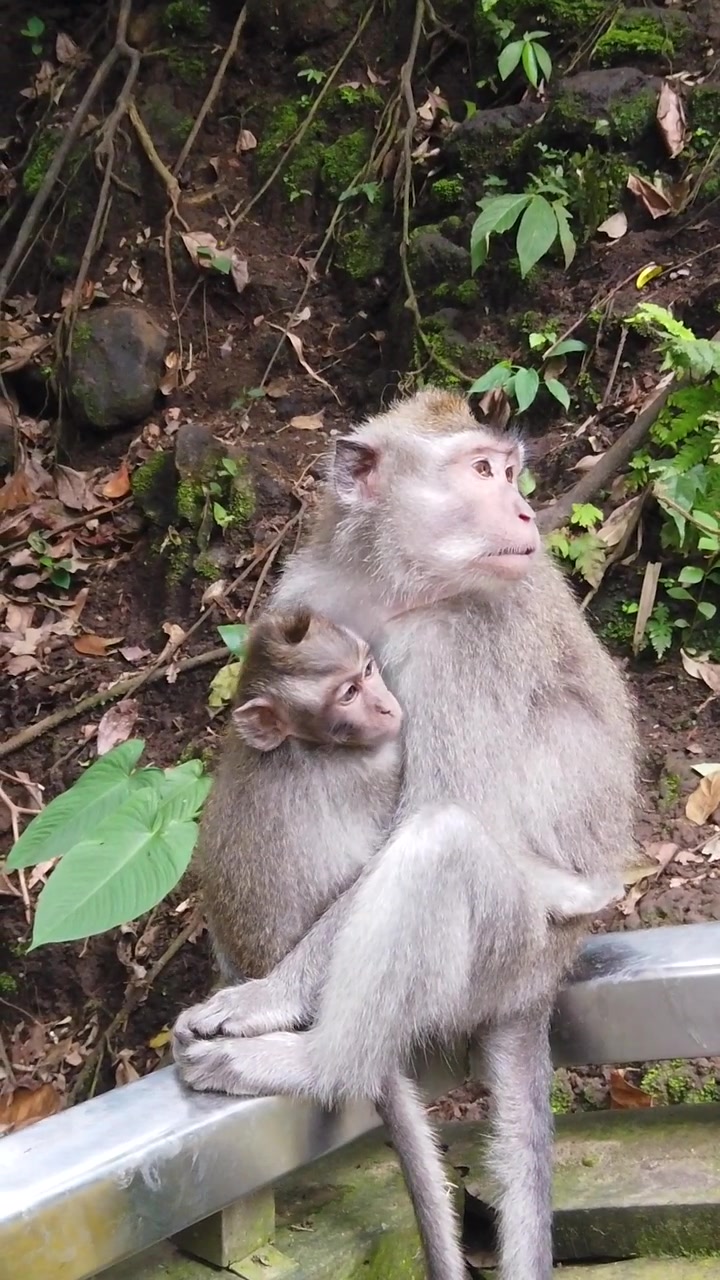 Vertical Close Up of Mother Long Tailed Monkey Protecting Baby in Ubud Monkey Forest Bali Indonesia