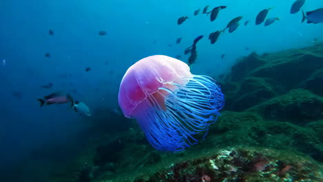 vibrant pink and blue jellyfish gliding through the ocean