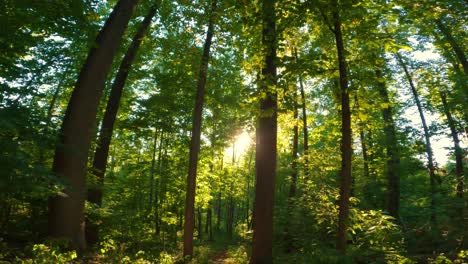 walking through a beautiful, green, magical, sunny, warm forest during summer