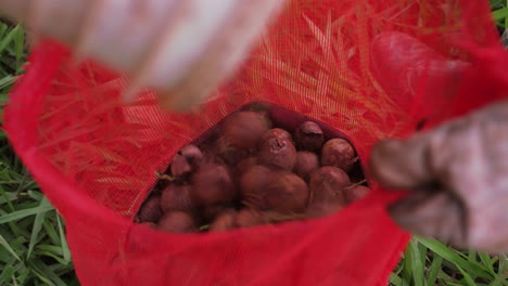 Harvesting,-pouring-the-fruit-of-the-coyol-palm-tree-in-a-red-plastic-bag-held-by-worker-who-has-gloves