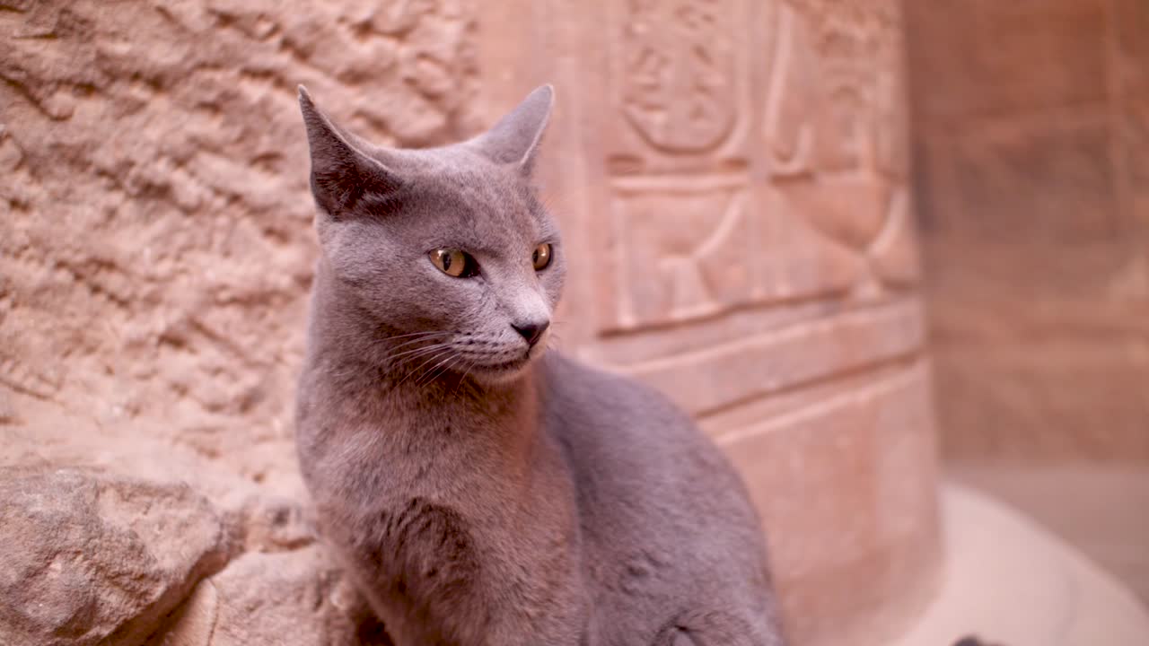 Dettaglio di un gatto con colonne e geroglifici sullo sfondo all'interno del tempio di File, Assuan, Egitto.