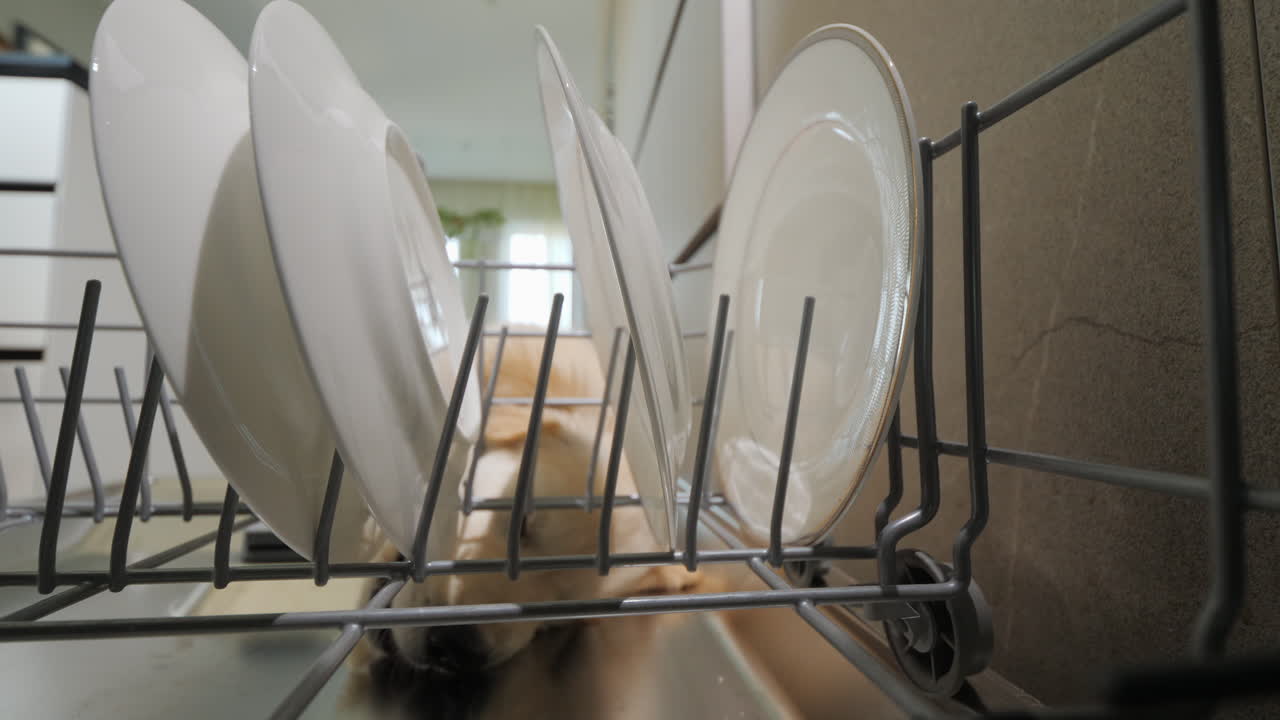 Golden retriever puppy eats and licks scraps from the dishwasher.