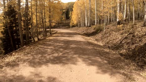plato de conducción a través de hermosos bosques de abeto y pino en el otoño en colorado