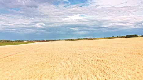 Norfolk-Campos-De-Cultivo-Drone-Aéreo-Vuelo-Bajo-Sobre-Campos-De-Trigo