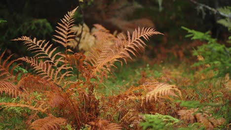 withered fern leaves, green grass, weeds, and lush pine trees in a close-up shot