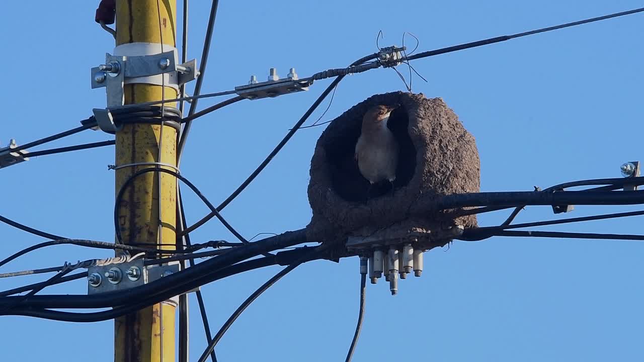 Rufous hornero (Furnarius rufus) building its nest on power lines