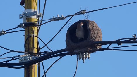rufous hornero (furnarius rufus) building its nest on power lines