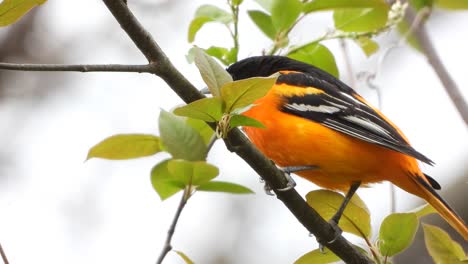 A-yellow-orange-Baltimore-oriole-sitting-on-a-tree-branch-Icterus-galbula