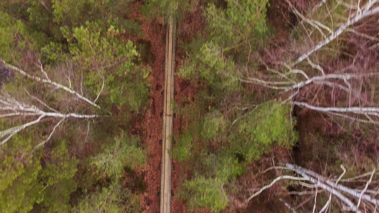 가을의 자연의 아름다움 나무 길 하이킹에 대한 드론의 관점
