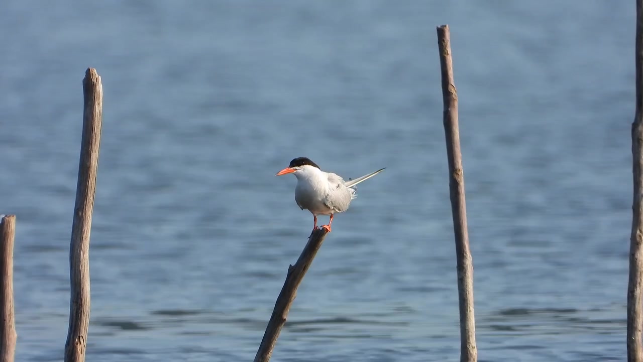 Sterna comune appollaiata su un palo di legno nell'acqua