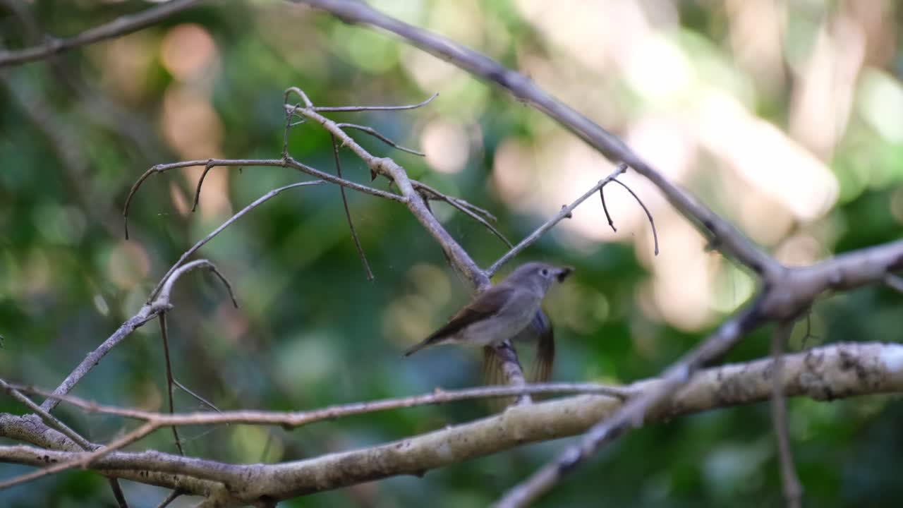papamoscas canario de cabeza gris persiguiendo a un papamoscas de taiga, culicicapa ceylonensis
