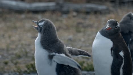 Baby-Gentoo-penguin-walking-in-Isla-Martillo,-Ushuaia,-Argentina