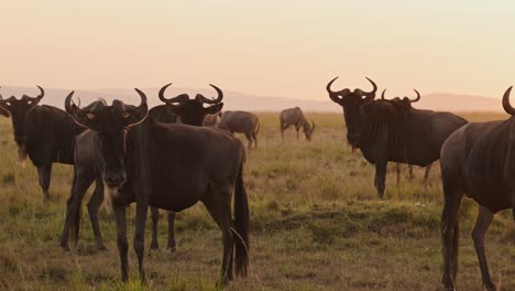 Masai-Mara-Wildebeest-Herd-on-Great-Migration-in-Africa,-Walking-on-Savannah-between-Maasai-Mara-in-Kenya-and-Serengeti-in-Tanzania,-African-Wildlife-Animals-at-Sunrise