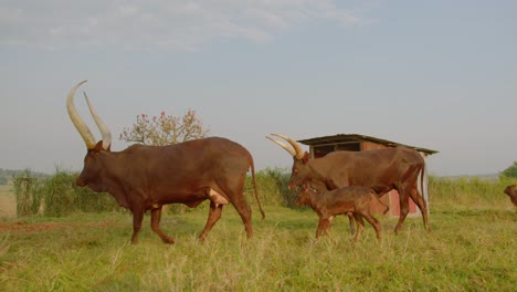 Toma-General-En-Cámara-Lenta-De-Dos-Grandes-Vacas-Ankole-Watusi-Con-Enormes-Cuernos-Caminando-Por-Un-Campo-Verde