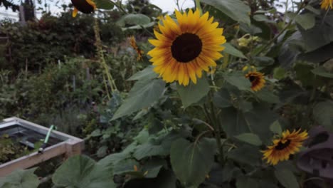 Girasoles-En-Flor-En-El-Jardín-Comunitario-Local-En-Un-Barrio-Residencial