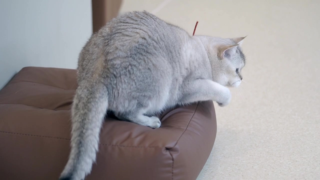 Adorabile gatto British Shorthair color argento che riposa su un cuscino marrone