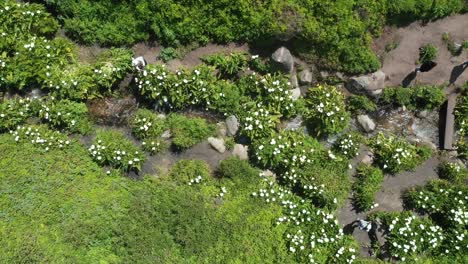 hermosas flores blancas y exuberante vegetación junto al arroyo con gente explorando en un día soleado