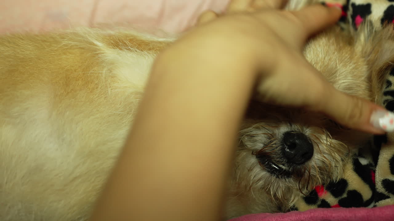 perro marrón se siente cómodo siendo tocado por la mano de una mujer