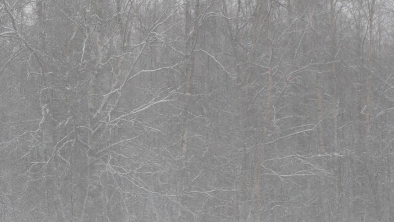 lluvia helada aguanieve contra ramas de árboles helados, cambio de enfoque