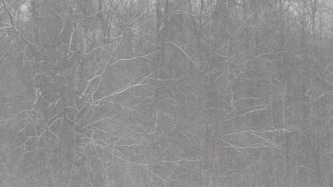 freezing rain snow sleet against frosty tree branches, focus shift