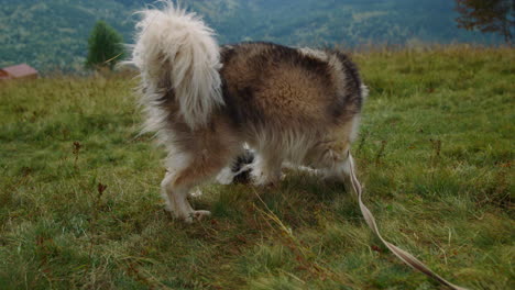 dogs having fun biting each other on mountain hill close up. animals playing.